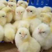 دستگاه‌جوجه‌کشی