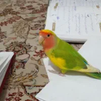 طوطی برزیلی قیمت۱۵۰۰ یا ماوضه با عروس هلندی لوتینو