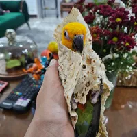 طوطی خورشیدی|پرنده|بندر امام خمینی, |دیوار