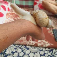 حلزون آلبینو ۲عدد مولد تخم هم دارن