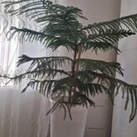 گل کاج مطبق