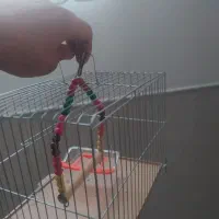 قفس پرنده|لوازم جانبی حیوانات|میبد, |دیوار