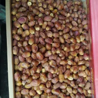 پخش عمده و خرده خرما|عمده‌فروشی|گرگان, |دیوار