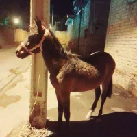 کره اسب نریون سر دم گیر