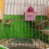 دوعددفنچ تخم گذارودوعدد مرغ عشق تخم گذار