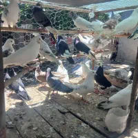 کبوتر تکپر پرشی