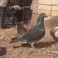 پرنده رنگی و پلاکی|پرنده|گتوند, |دیوار