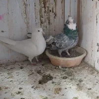 کفتر یا کبوتر