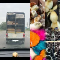 فروش عمده جوجه ۱روزه ارجمندی