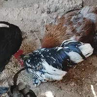 چند عدد مرغ خروس به فروش میرسد