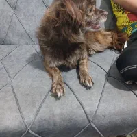 سگ پاکوتا|سگ|گرگان, |دیوار