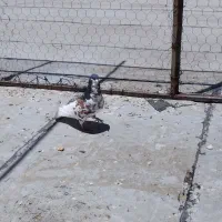 کفتر