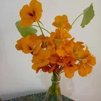 بذر گل لادن