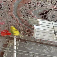 یه جفت مرغ عشق ،فقط معاوضه با...|پرنده|نسیم‌شهر, |دیوار