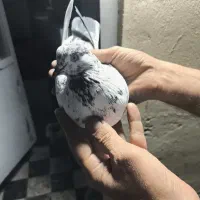 یک عدد دست بر قوچی