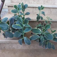 گلهای سرحال فقط ۶۰ تومان