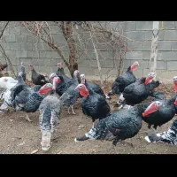 بوقلمون ماده