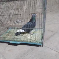 نر پلنگ|پرنده|رفسنجان, |دیوار