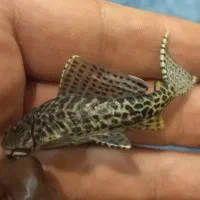 فیگور بی نظیر ماهی لجن خوار یا کتفیش برند کایودو|کلکسیون و سرگرمی|تهران, گلستان (شهرک راه آهن)|دیوار