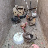 مرغ تخم گذار