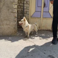 سگ پاکوتاه فروش فوری