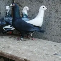 کفتر بوم|پرنده|کاشمر, |دیوار