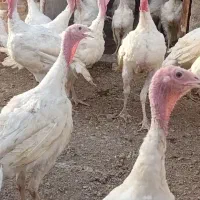 فروش بوقلمون گوشتی