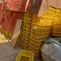 قفس مرغ زنده