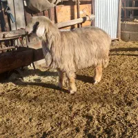 میش بره دار