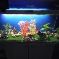 آکواریوم|ماهی|رباط‌کریم, رباط‌کریم|دیوار