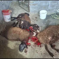 عرضه گوسفند بهداشتی بامکان مجهزخرید حضوری وارسال|حیوانات مزرعه|مشهد, سپاد|دیوار