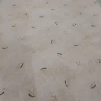 پالاز مکت گلدار