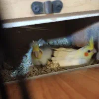 پرنده فروشی