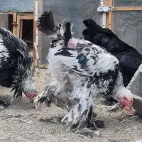 برهما نر و ماده|حیوانات مزرعه|تهران, پارک شهر|دیوار