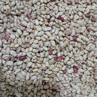فروش لوبیا چیتی درجه یک