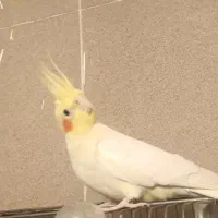 چند پرنده با اشانتیون