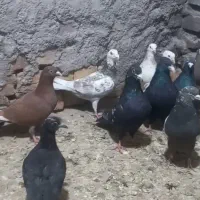 کفتر گلی کلاغ