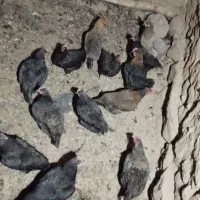 مرغ تخم گذار