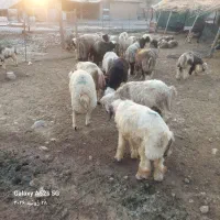 بره پرواری چاق خمیری