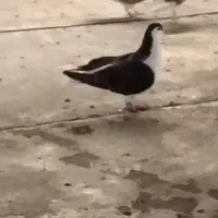 کفتر ساده گمشده