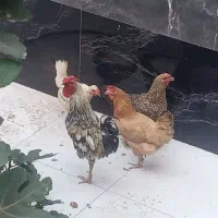 مرغ و خروس
