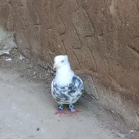 طوقی هفت رنگ و سوسکی|پرنده|گنبد کاووس, |دیوار