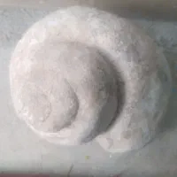 فسیل حلزون