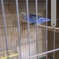 پرنده|پرنده|فولادشهر, مسکن مهر فولادشهر|دیوار