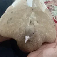 کبوتر زرد دم سفید بایک زاغ اباعدانی