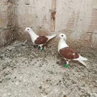 گراف .سار.ساده