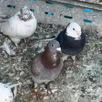 کفتر گرفتنی مسافتی پلاکی کد دار