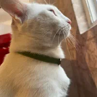 واگذاری رایگان گربه dsh خانگی