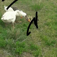 دوتا غاز نر و دوتا خروس محلی طبیعی