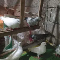 کبوتر پرشی